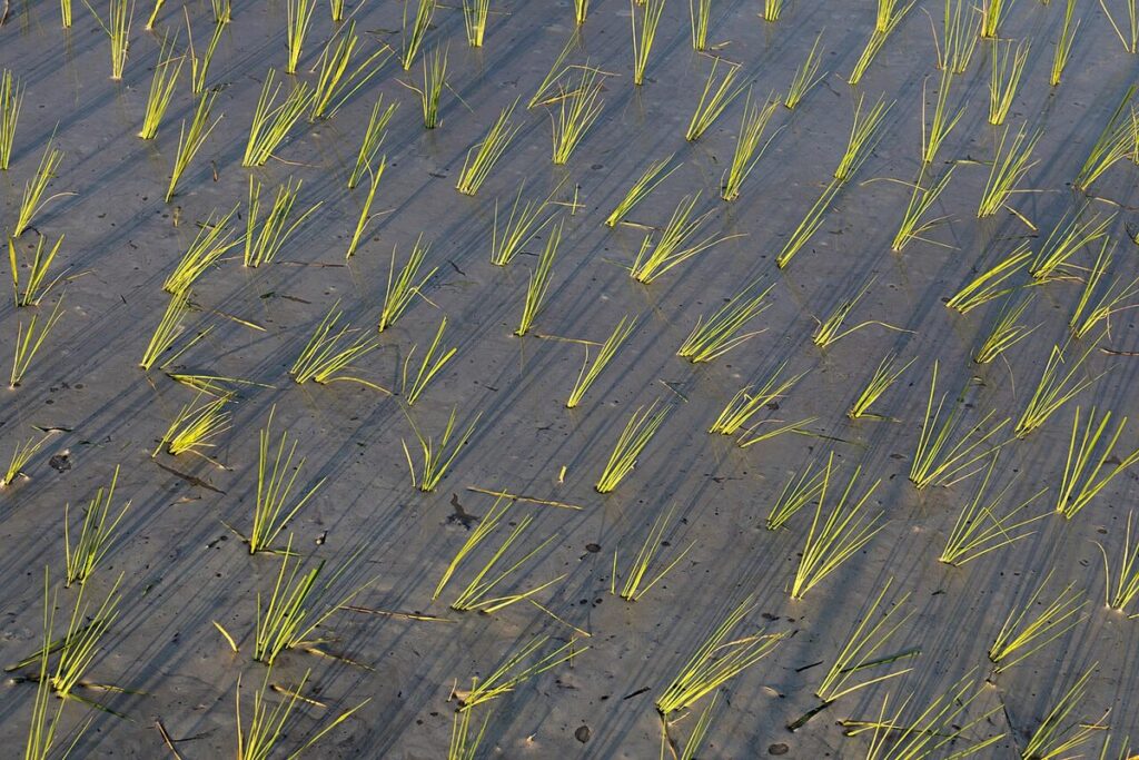 Agricultura vs. PLD: la polémica por el arroz, Danilo Medina y el DR-CAFTA Plantas de arroz verdes en un arrozal